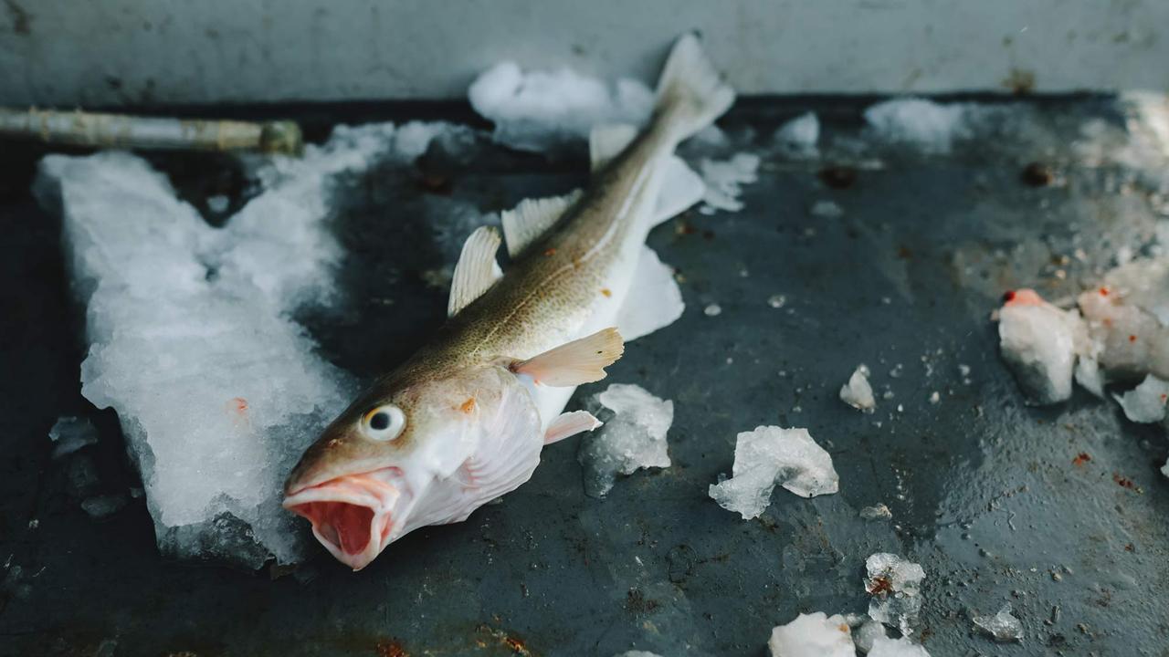 Les poissons de l'Arctique sont contaminés par le mercure.
Ivan Kurmyshov
Fotolia [Fotolia - Ivan Kurmyshov]