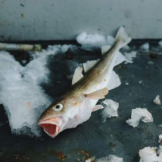 Les poissons de l'Arctique sont contaminés par le mercure.
Ivan Kurmyshov
Fotolia [Fotolia - Ivan Kurmyshov]