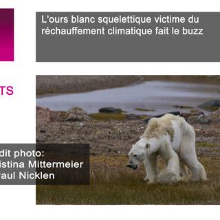 L'ours blanc squelettique victime du réchauffement climatique fait le buzz. [Christina Mittermeier et Paul Nickler - Christina Mittermeier et Paul Nickler]