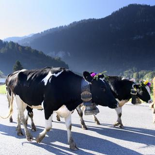 Des producteurs de lait suisses refusent dʹentrer dans le jeu de la haute génétique. [Keystone - Laurent Gilliéron]