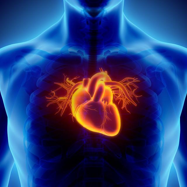 L’échocardiographie 4Dpermet de mieux visualiser les dysfonctionnements du coeur avant une intervention.
yodiyim
Fotolia [Fotolia - yodiyim]