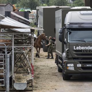 Un militaire emmène un des 90 chevaux de l'élevage d'Hefenhofen (TG) pour le transporter dans un centre de l'armée à Schönbühl (BE). [KEYSTONE - Ennio Leanza]