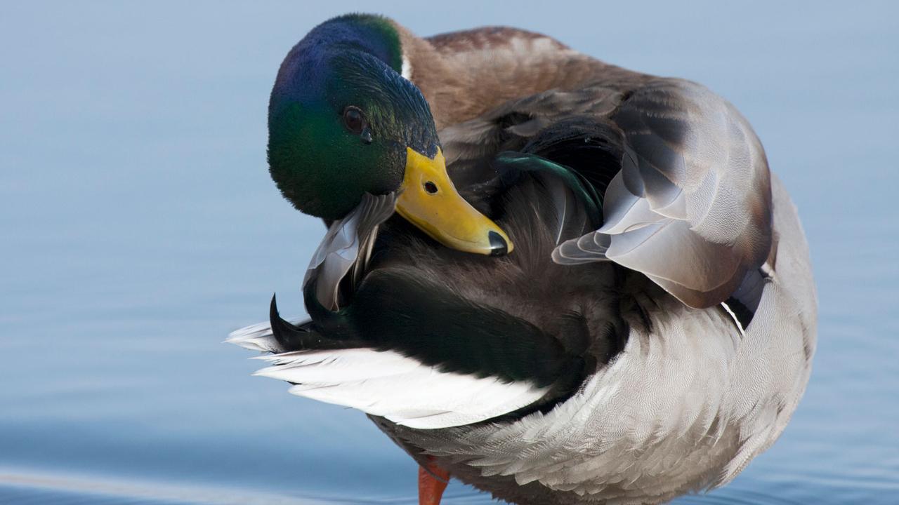 Prédire la prolifération des puces de canard permettra d'éviter les baignades durant leurs périodes de présence. [Biosphoto/AFP - Christian Fosserat]