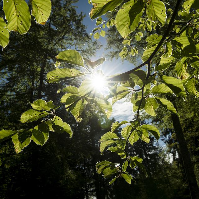 Une image de la forêt des bois de Jorat (VD) en mai 2014. [Keystone - Jean-Christophe Bott]
