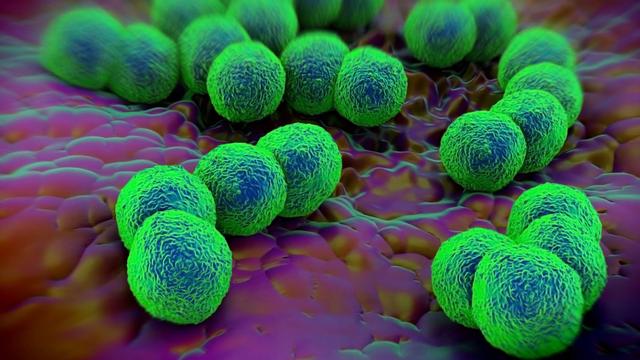 Représentation de la bactérie responsable de la gonorrhée.
royaltystockphoto
Fotolia [Fotolia - royaltystockphoto]