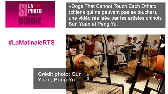 La vidéo "Dogs That Cannot Touch Each Other" des artistes chinois Sun Yuan et Peng Yu a dû être retirée par la Fondation Guggenheim de New-York. [Sun Yuan et Peng Yu]