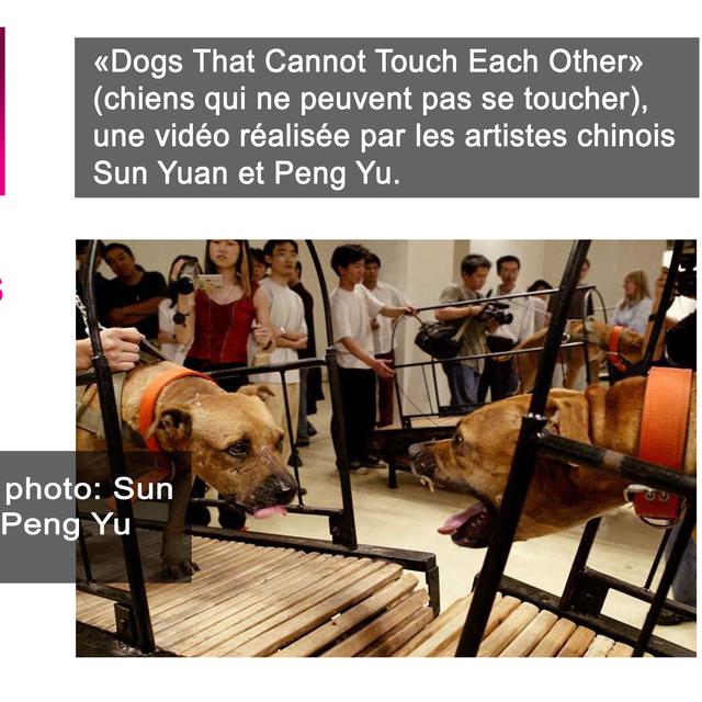 La vidéo "Dogs That Cannot Touch Each Other" des artistes chinois Sun Yuan et Peng Yu a dû être retirée par la Fondation Guggenheim de New-York. [Sun Yuan et Peng Yu]
