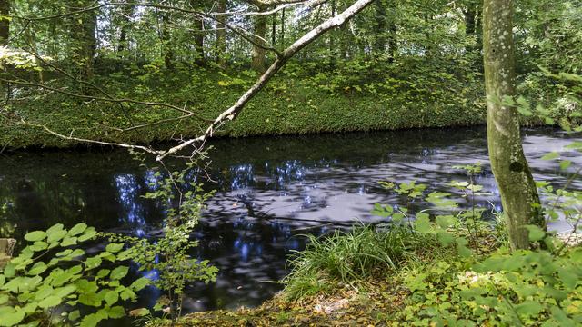 Les eaux polluées de la Chamberonne après la pollution constatée dans la Mèbre. [Keystone - Cyril Zingaro]