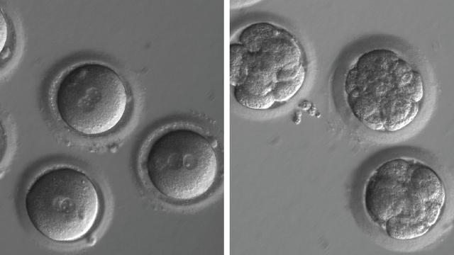 A gauche, des ovules nouvellement fécondés et, à droite, des embryons après la correction de gènes et plusieurs divisions cellulaires. [DR - Université des Sciences et de la Santé d'Oregon]