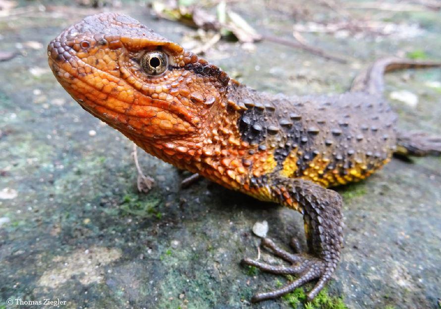 Le Shinisaurus crocodilus vietnamensis ou lézard crocodile vietnamien. [WWF]