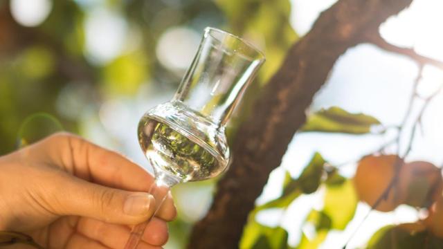 L’Abricotine AOP, l’eau-de-vie d’abricot du Valais, est composée à 90% de fruits de la variété Luizet. [www.valais.ch - P.Gerschen]