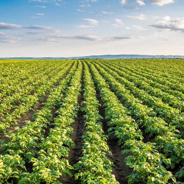 Champ de pommes de terre. [Fotolia - oticki]