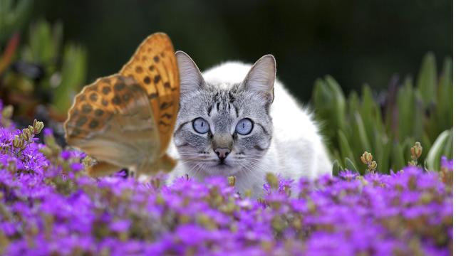 Les chats domestiques déciment certaines espèces animales. [afp - Santa Clara / Photononstop]