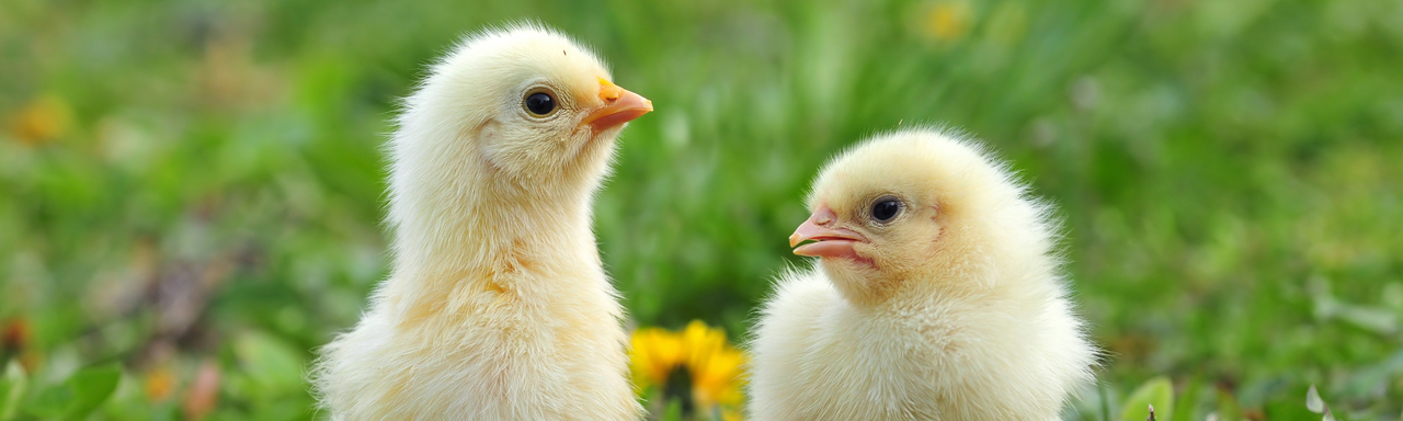 Deux poussins. [Fotolia - Soru Epotok]