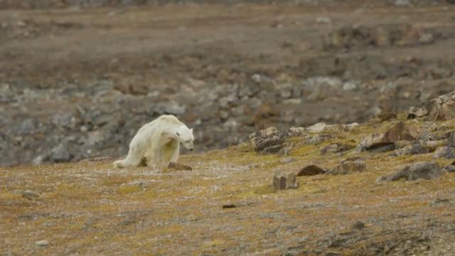 L'ours polaire n'a plus la force nécessaire pour se nourrir. [© Capture d'écran la vidéo - Paul Nicklen Sea Legacy]