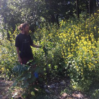 Le permaculteur Colin Pillet au milieu d’un champ de moutarde à Martigny (VS). [RTS - Marie Giovanola]