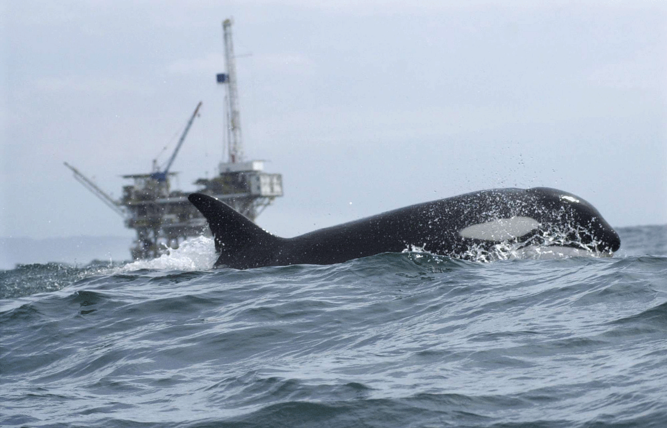 Dans toutes les mers du monde, les collisions entre baleines et navires sont fréquentes et souvent fatales pour les cétacés. [AP Photo/Santa Barbara News Press, Steve Malone - Steve Malone]