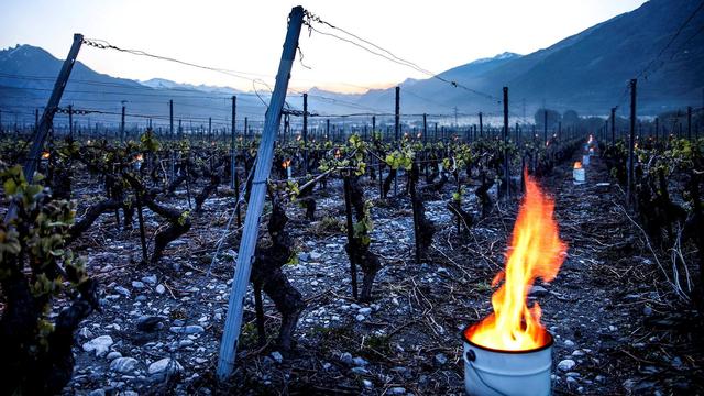 Les viticulteurs valaisans se sont employés pour protéger les vignes du froid glacial, comme ici à Ardon (VS). (photo prise jeudi matin) [Massimo Prati]