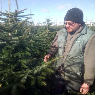 A Thierrens (VD), Vincent Pidoux sʹefforce depuis 10 ans de produire des sapins de Noël "Nordmann" et des "Sapins bleus" de manière durable et écologique. [RTS - Julien Trambouze]