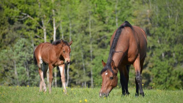 Le cheval des Franches-Montagnes, une icône du canton du Jura. [RTS - Gaël Klein]