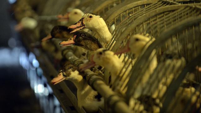 Des canards dans un élevage du sud-ouest de la France. [AFP - Gaizka Iroz]