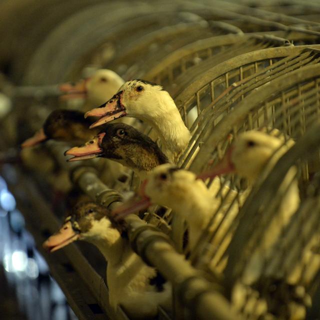 Des canards dans un élevage du sud-ouest de la France. [AFP - Gaizka Iroz]