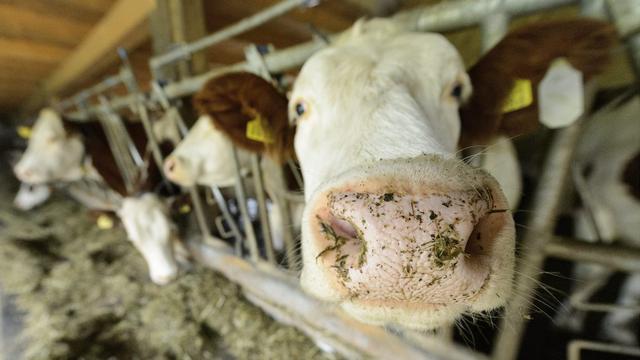 Des vaches à Corcelles-pres-Concise (VD). [Keystone - Laurent Gillieron]