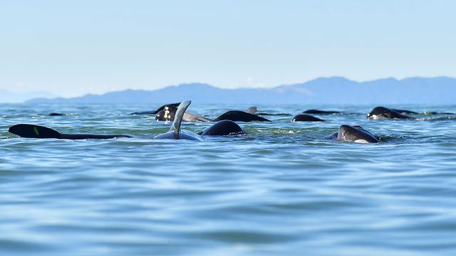 La marée haute a aidé les baleines encore vivantes à se remettre à flot. [Marty Melville]