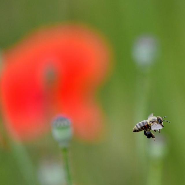 La population de bourdons est notamment menacée par l'usage de pesticides néonicotinoïdes. [EPA/Keystone - Ralf Hirschberger]