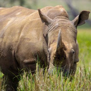 Un rhinocéros.
Hemanshu
Fotolia [Hemanshu]