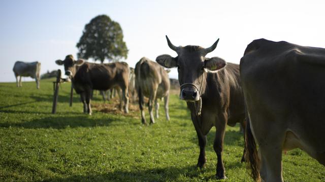 Des vaches dans un pâturage à Schwellbrunn, dans le canton d'Appenzell Rhodes-Extérieures. [Keystone - Gian Ehrenzeller]