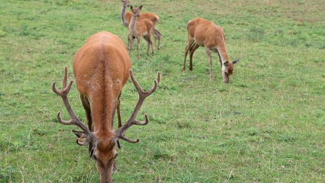 L'élevage de cerfs se répand de plus en plus en Suisse. [afp - Gilles Targat]