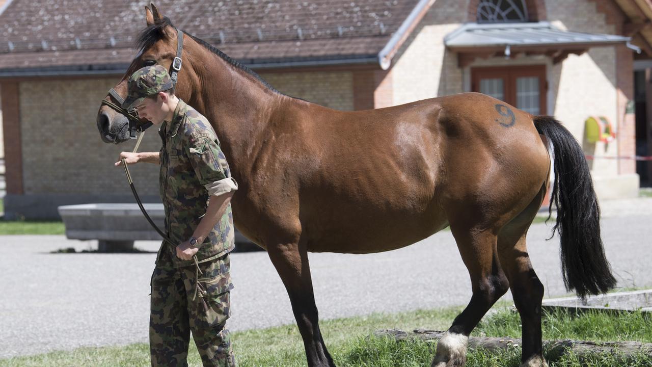 Les 90 chevaux saisis chez un éleveur thurgovien sont actuellement accueillis au centre de compétence du service vétérinaire et animaux de l'armée à Schönbühl (BE). [Keystone - Marcel Bieri]