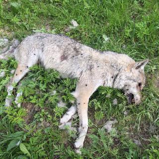 Le cadavre de la louve avait été retrouvé le 9 juin 2017. [DR - Service cantonal des forêts et de la faune]
