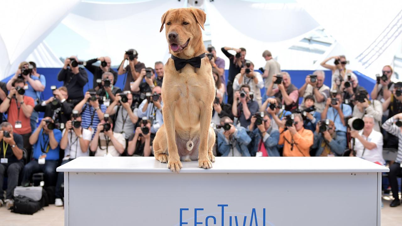 Le chien Buddy pose pour la promotion du film "Feher Isten" en 2014  à Cannes. [AFP - Bertrand Langlois]