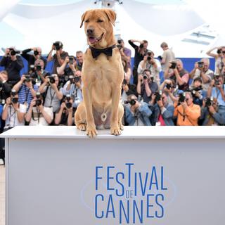 Le chien Buddy pose pour la promotion du film "Feher Isten" en 2014  à Cannes. [AFP - Bertrand Langlois]