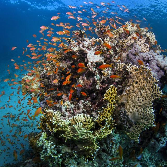 Une partie de la Grande barrière de corail australienne photographiée en 2016. [Keystone - EPA/JAMES COOK UNIVERSITY AUSTRALIA AND NEW ZEALAND]