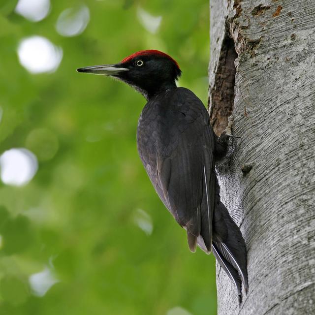 Le pic noir élu oiseau de l’année 2011 par l'ASPO/BirdLife Suisse. [birdlife.ch - Rudolf Aeschlimann, Uetendorf]