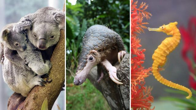 Un koala, un pangolin et un hippocampe, trois espèces particulièrement menacées. [AP/EPA/Keystone - Amy Sancetta/How Hwee Young/Barbara Walton]