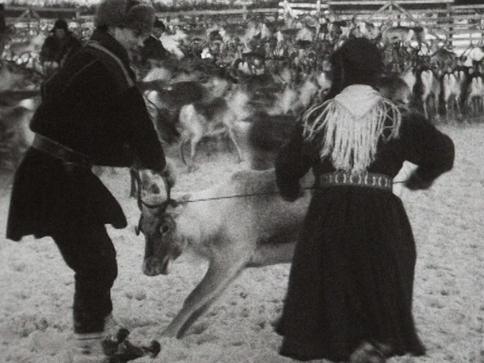 Triage des rennes en Laponie en 1959. [RTS]