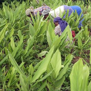 Plantation de curcuma en Inde. [Reuters - Rajendra Jadhav]