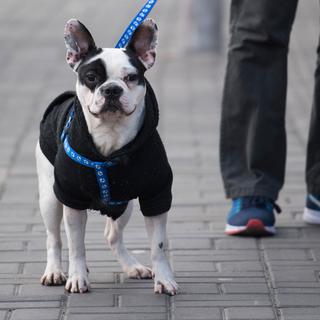 Une Italienne a obtenu un congé payé de deux jours pour faire soigner son chien en urgence. [AFP - Johannes Eisele]