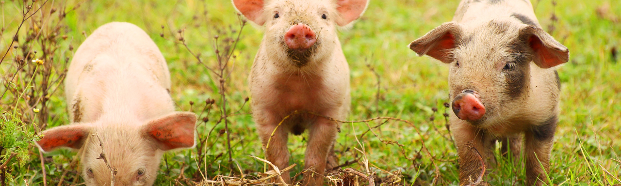 Trois petits cochons. [Fotolia - Gudrin]