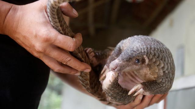 Menacé d'extinction, le pangolin vit dans les régions tropicales d'Afrique et d'Asie du Sud-Est. [REUTERS - Kham]