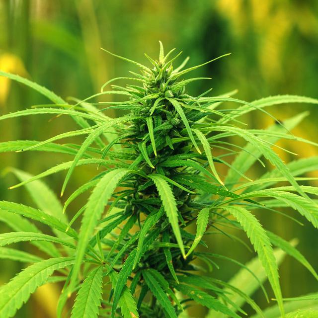 Depuis peu, les produits à base de cannabis légal, soit à faible teneur en THC, sont accessibles dans le commerce. [Fotolia - Bits and Splits]