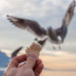 Des mouettes se chamaillant autour de morceaux de pain. [Fotolia - Chechotkin]