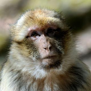 L'initiative veut ancrer les droits fondamentaux pour les primates dans la constitution de Bâle-Ville. [Hemis/AFP - Denis Bringard]