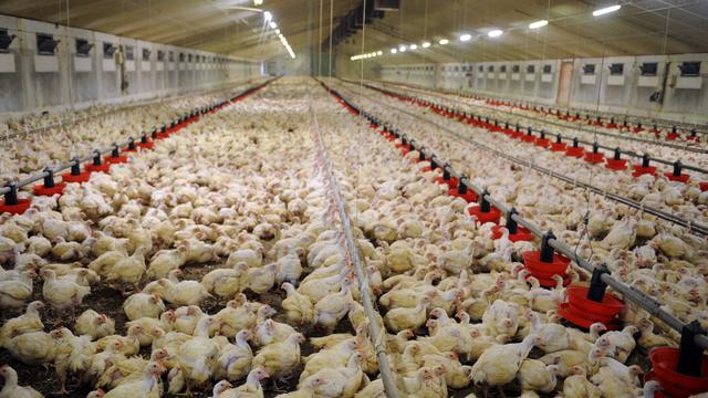 Des poules en batteries dans une ferme en France. [AFP - Fred Tanneau]