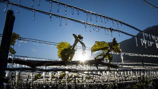 Des vignes à Saxon dans le canton du Valais. [Keystone - Jean-Christophe Bott]