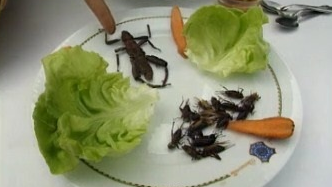 Des insectes dans nos assiettes [RTS]